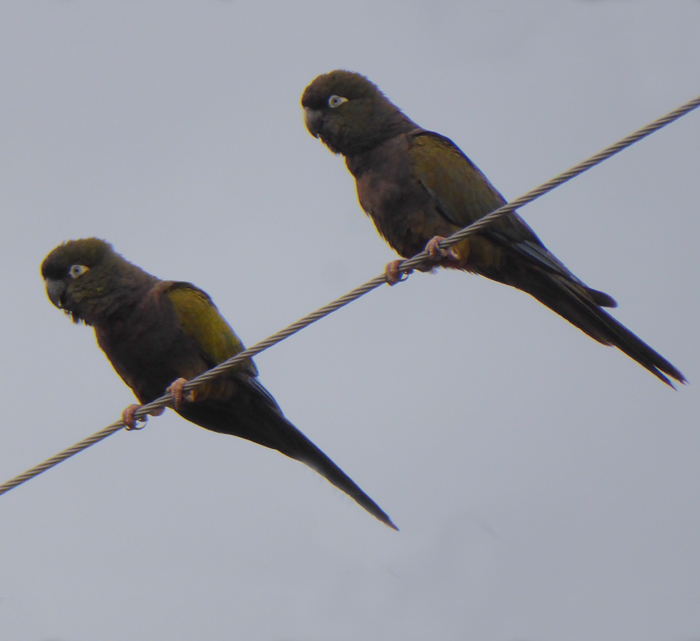 Burrowing Parrots, Amincha, La Rioja, Argentina. 