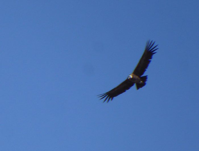 aNDEAN cONDOR pUNA DE aTACAMA