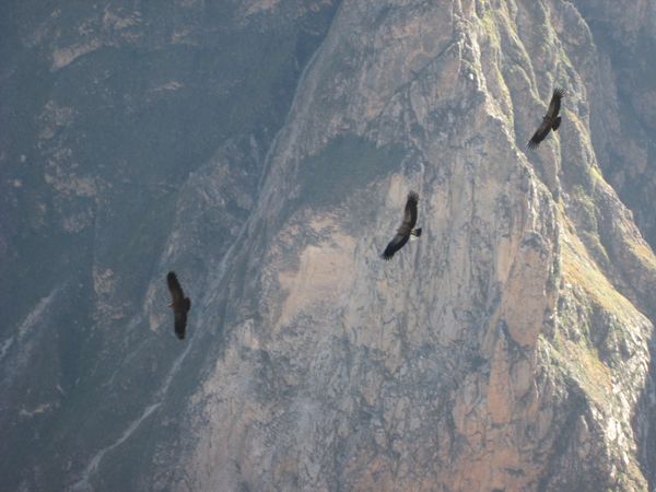 Condors at the Colca Canyon.