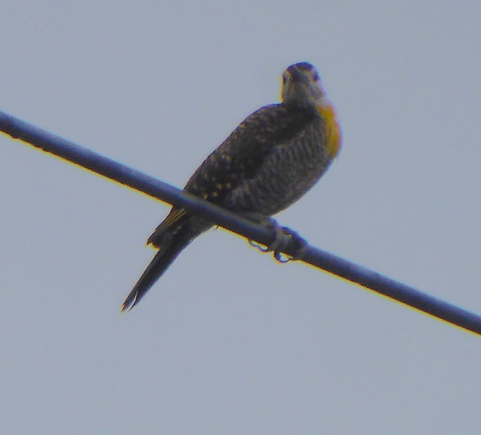 Field Flicker, a type of woodpecker, Sierras de Cordoba, Argentina.  