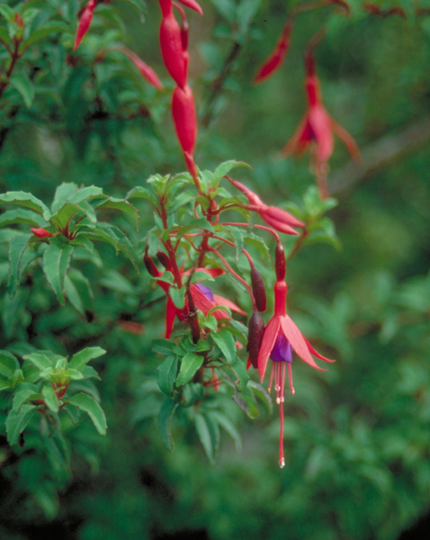 Flowers In Chile