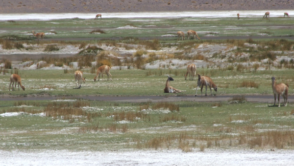 Guanacos and vicuñas grazing together at Cortaderas, Catamarca province Argentina. This is still the only place I have seen these two species right next to each other.
