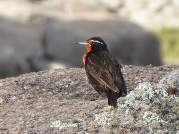 Long Tailed Meadowlark, Sierras de Cordoba, Argentina.  