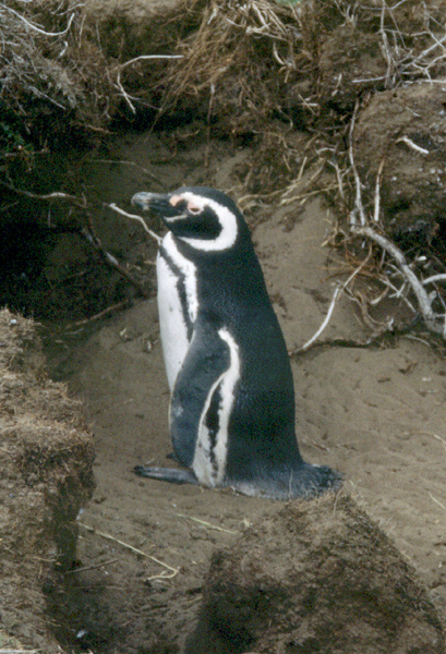   Magellanic Penguin