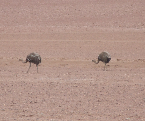 Rhea seen near Antofagasta de la Sierra, Catamarca province, Argentina.