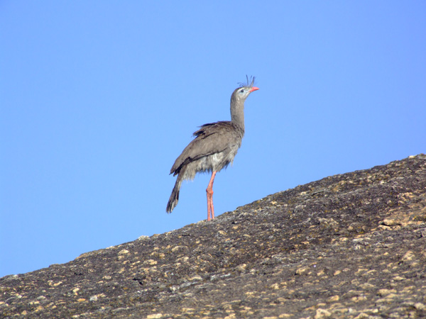 Sereima at  Itacoatiara, Brazil.