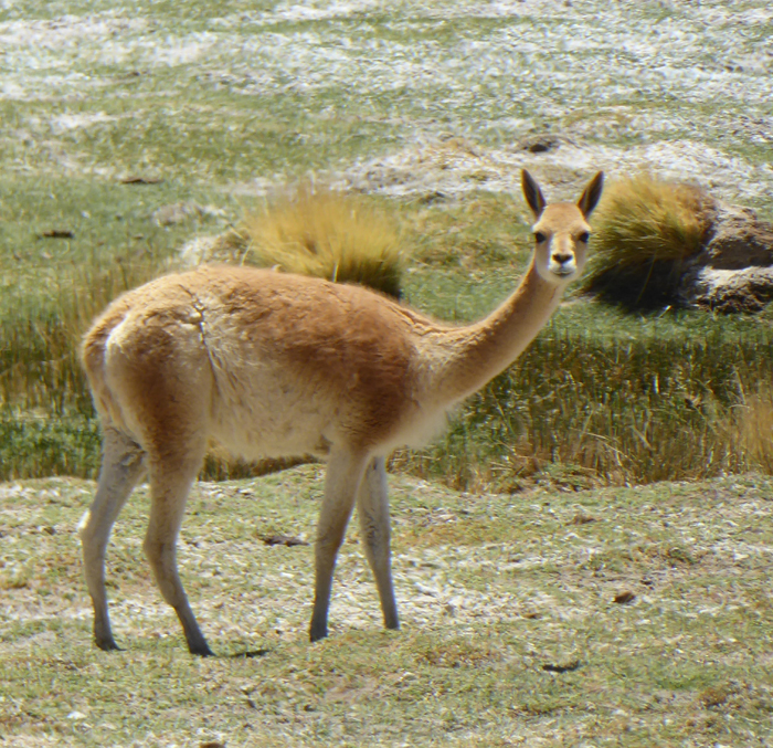 Vicuna, Chaschuil valley, December 2021. 