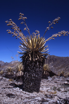 A giant Espeletia plant, Sierra de la Culata.
