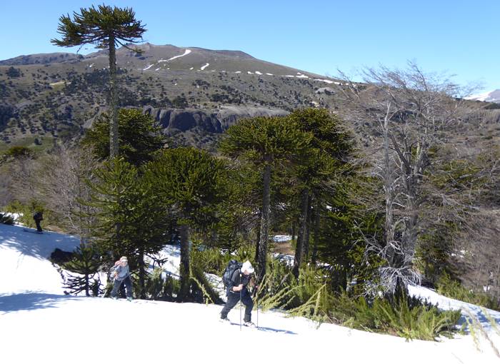 Pino Hachado skiing. 