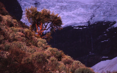 Quenoa tree and icefall above Laguna Jahuacocha, Cordillera Huayhuash 2004