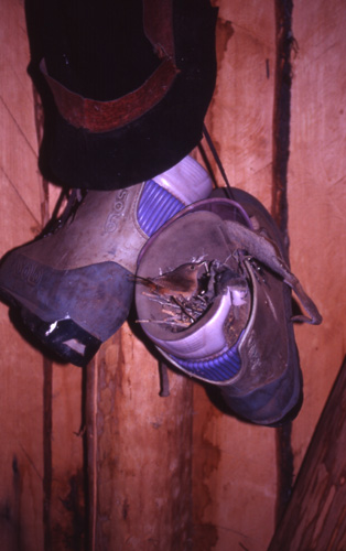 Bird nesting in Gino Buscaini's boots, Fundo San Lorenzo.